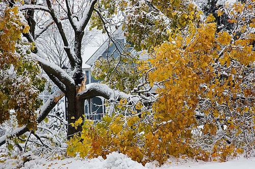 雪压枫折