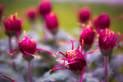 菊花靓