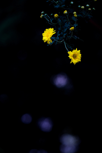 菊花零星点点