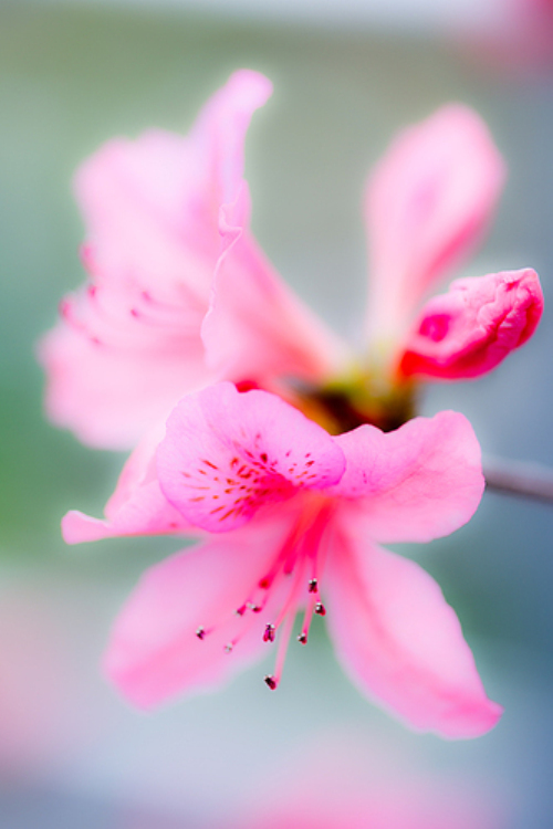 娇媚的花儿