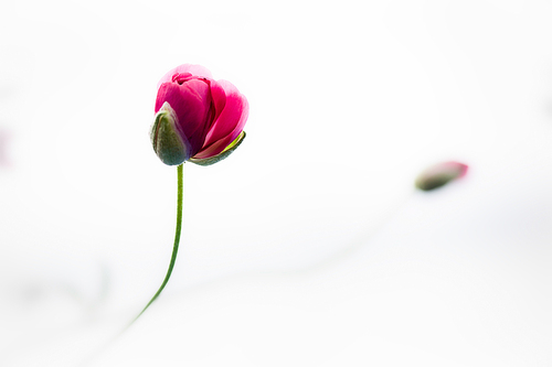 飞花