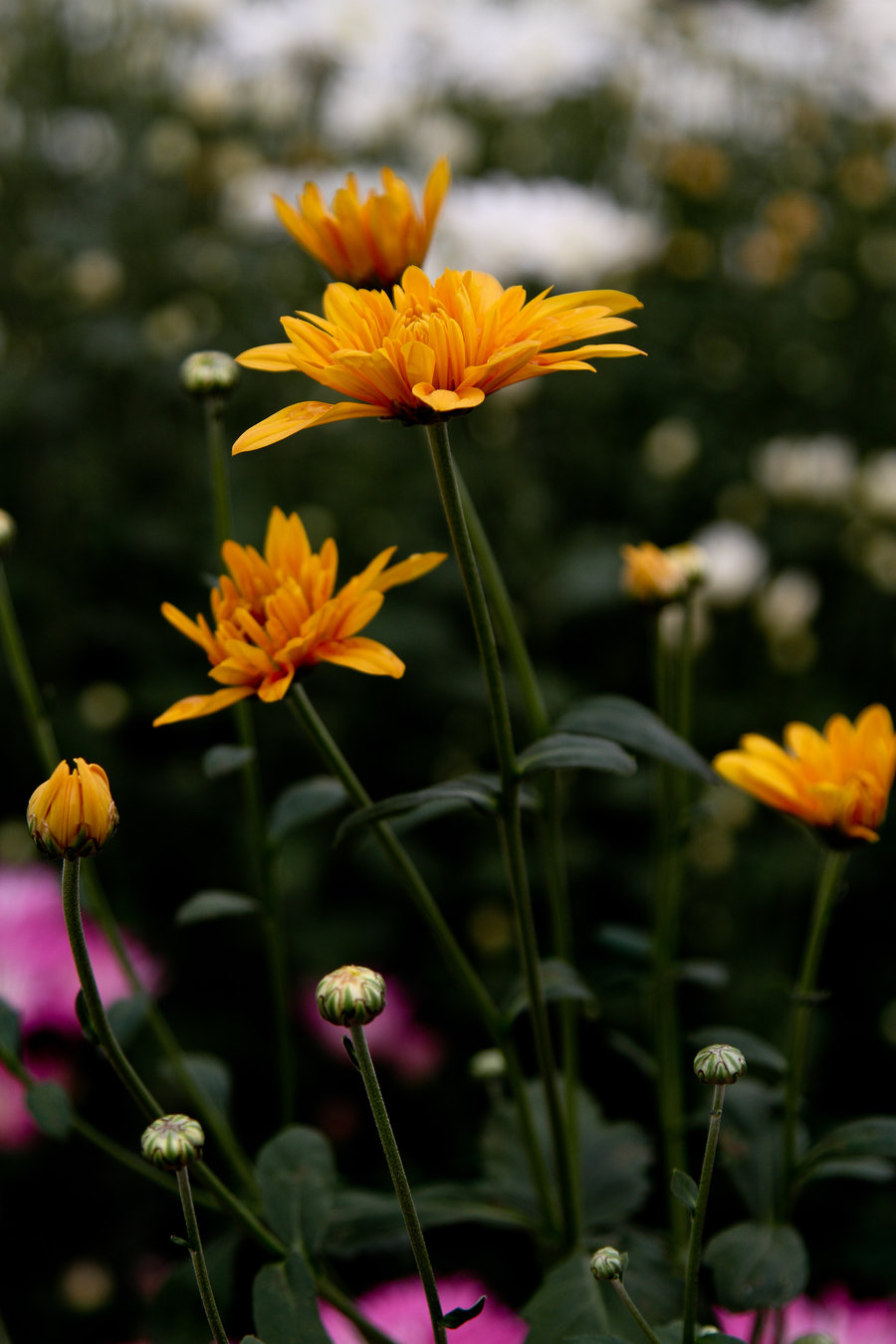 淡雅的菊花