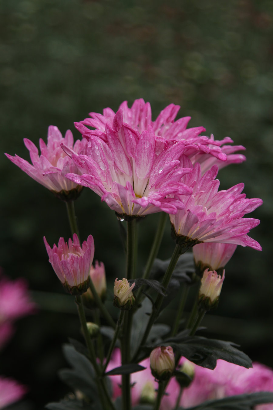 菊花美