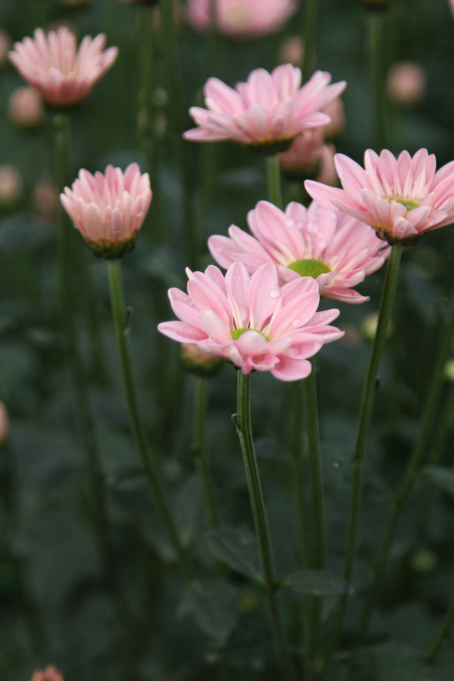 粉色菊花
