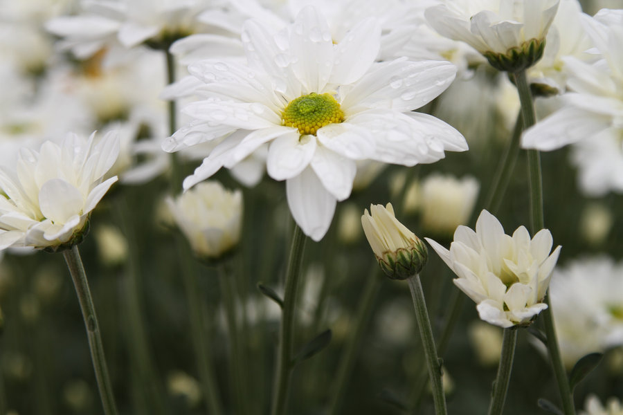 白菊