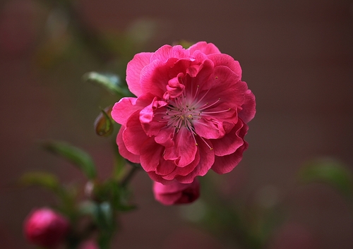 枝头小花