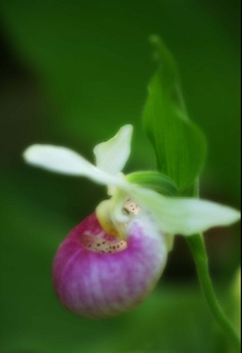 灯笼芍兰