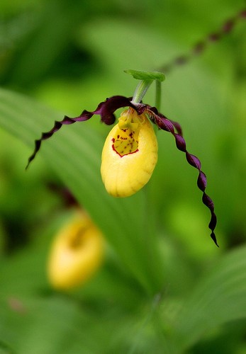 芍兰