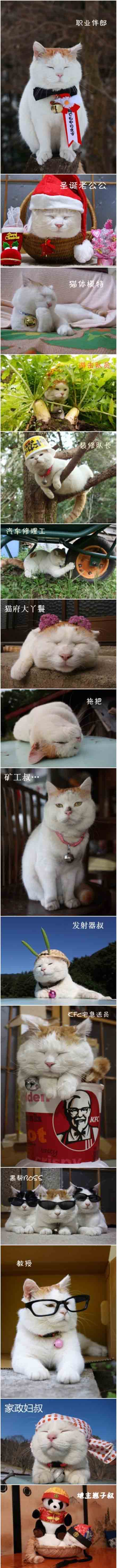 各种职业的猫叔