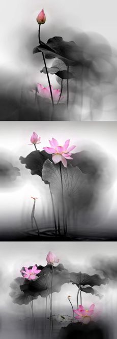 水墨荷花