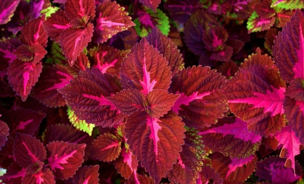 紫红色的草