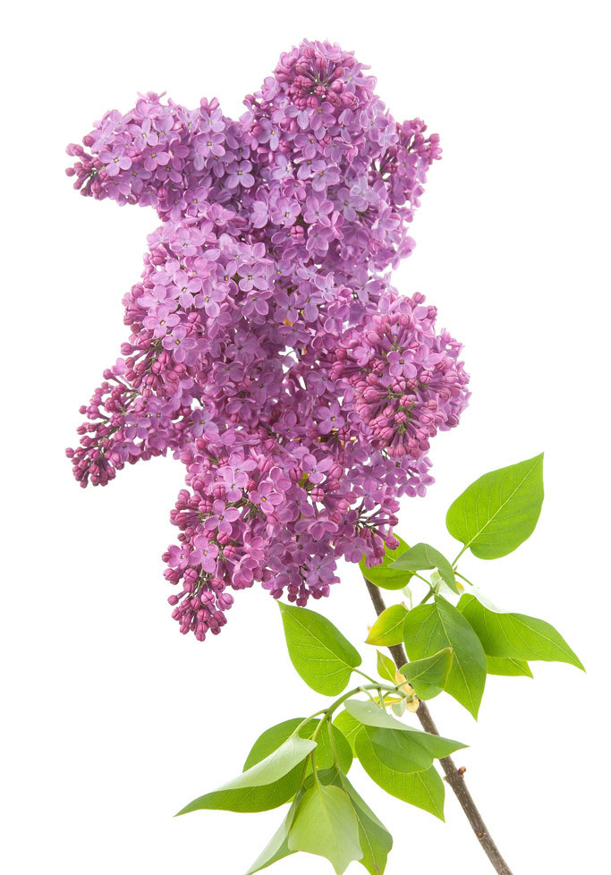 丁香花