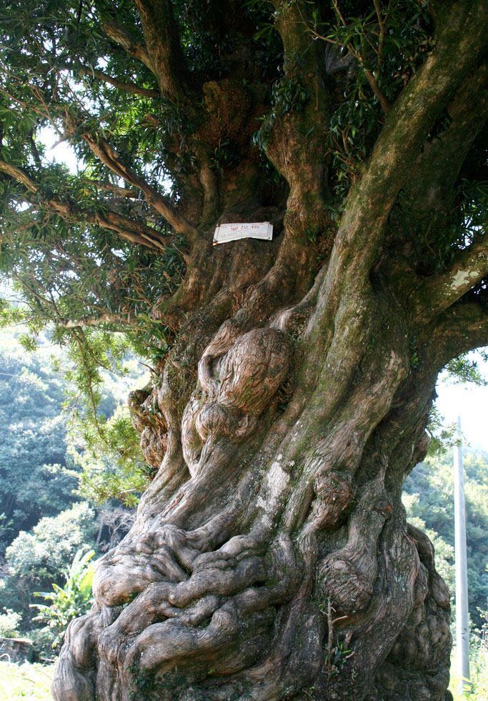 罗汉松