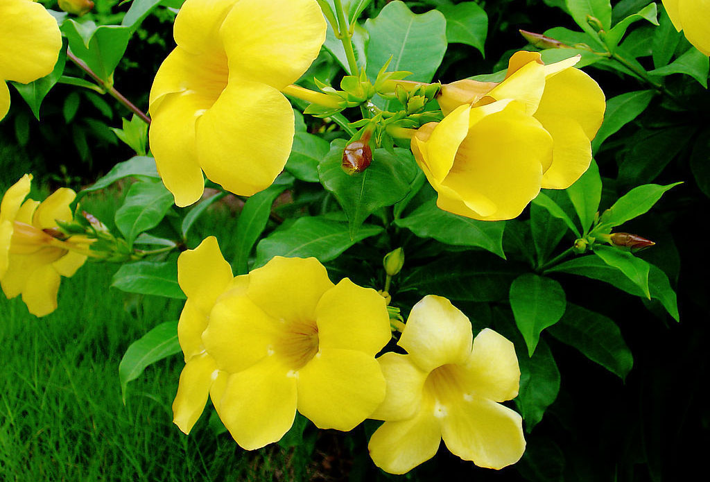 黄蝉花