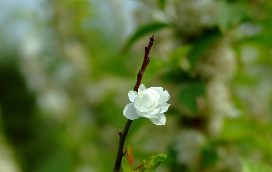 小白花