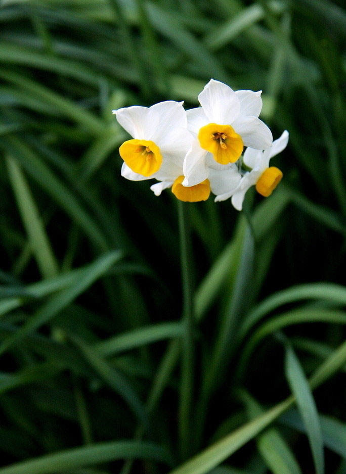 水仙花