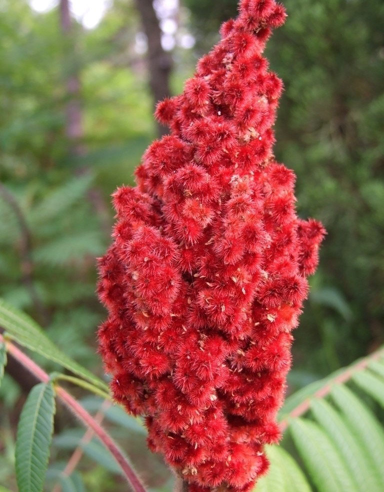 火炬树果穗