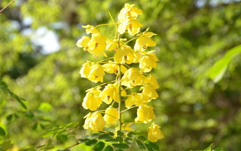 黄槐的花