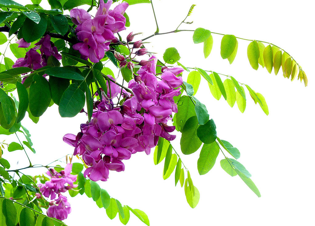 槐树花