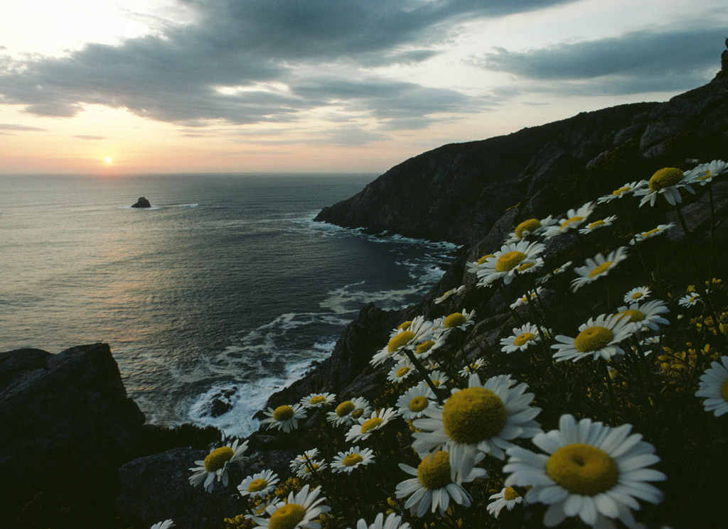 雏菊海岸