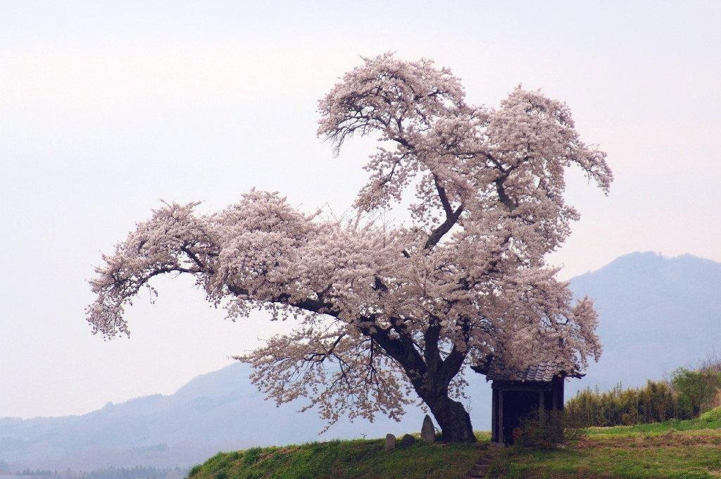 福岛樱花树