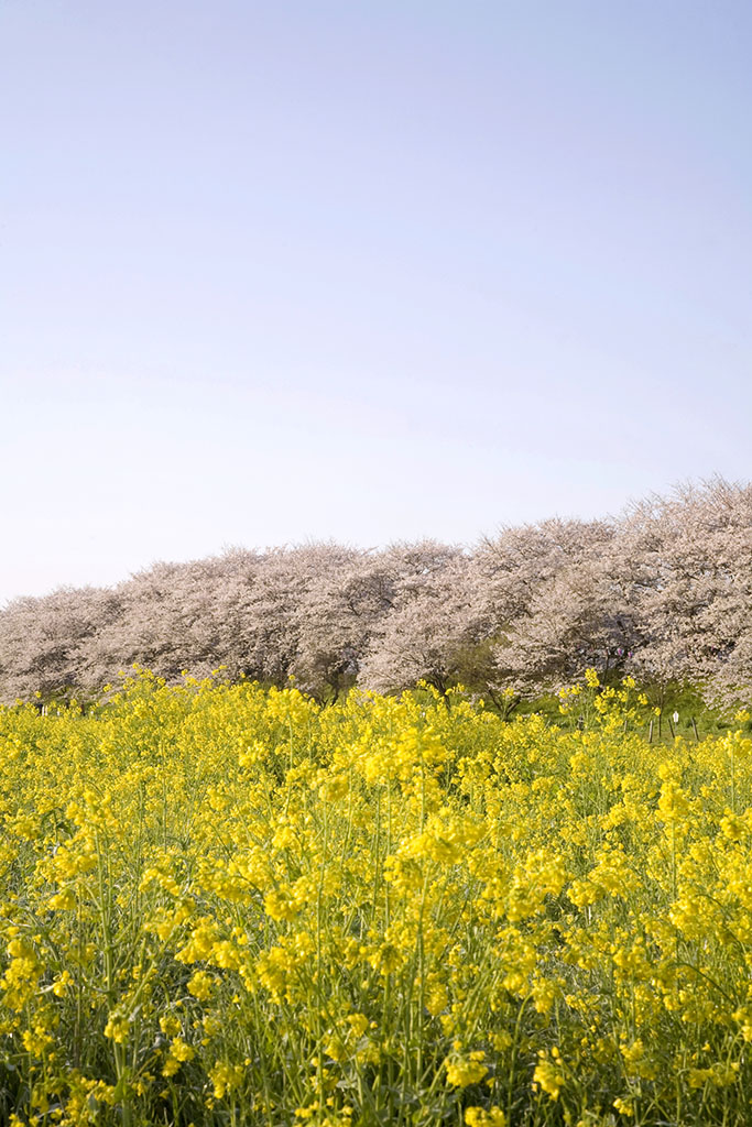 樱花和油菜花