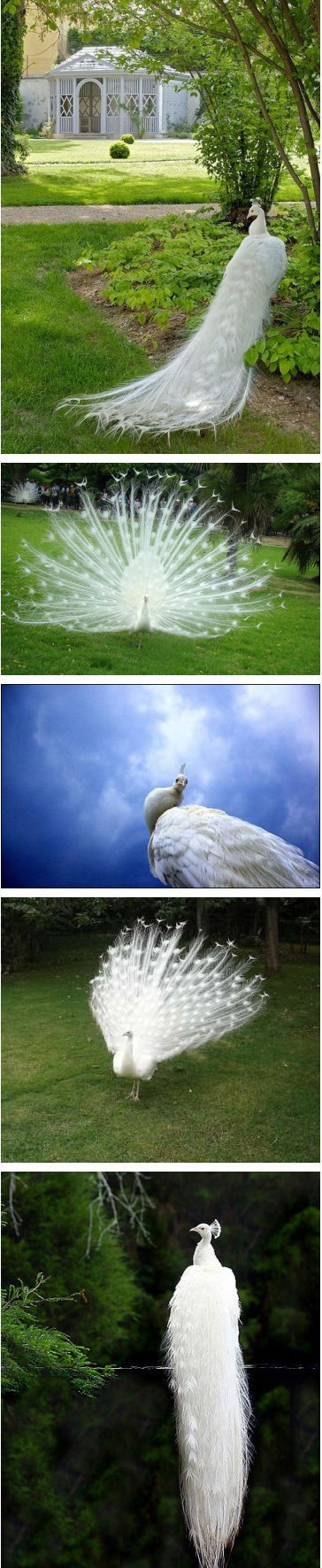 白孔雀