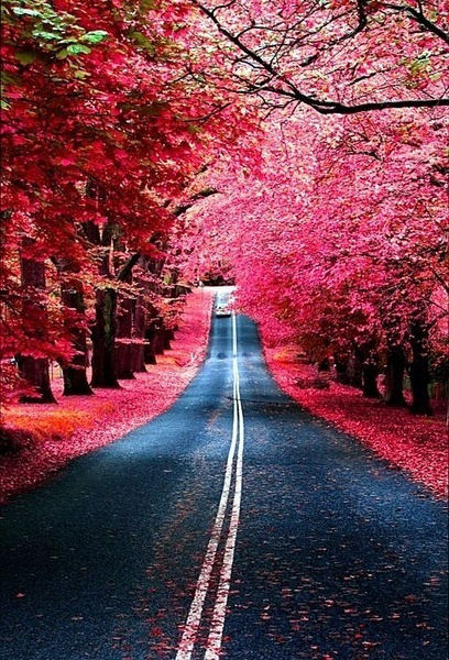 唯美的公路