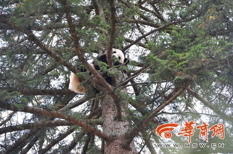  野生大熊猫独自逛县城 爬20米高云杉树