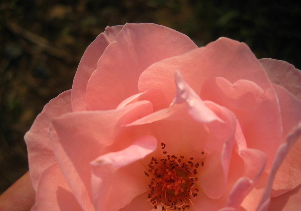 月季花