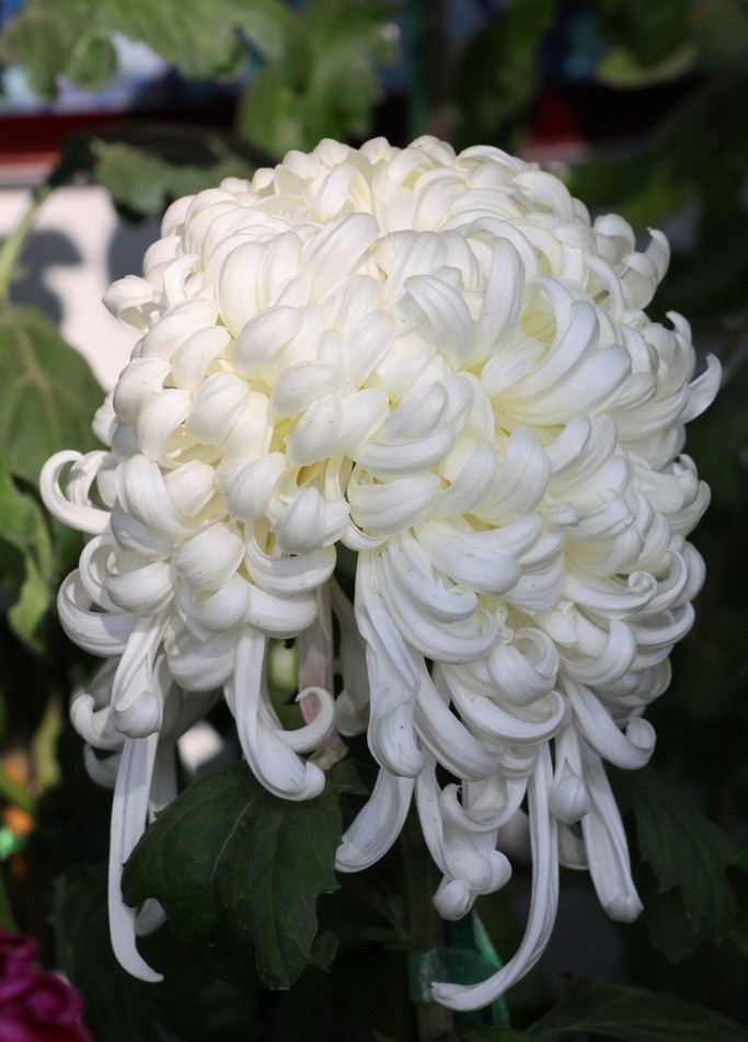 好看的菊花
