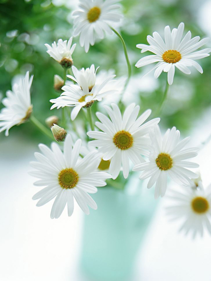 清新淡雅小雏菊