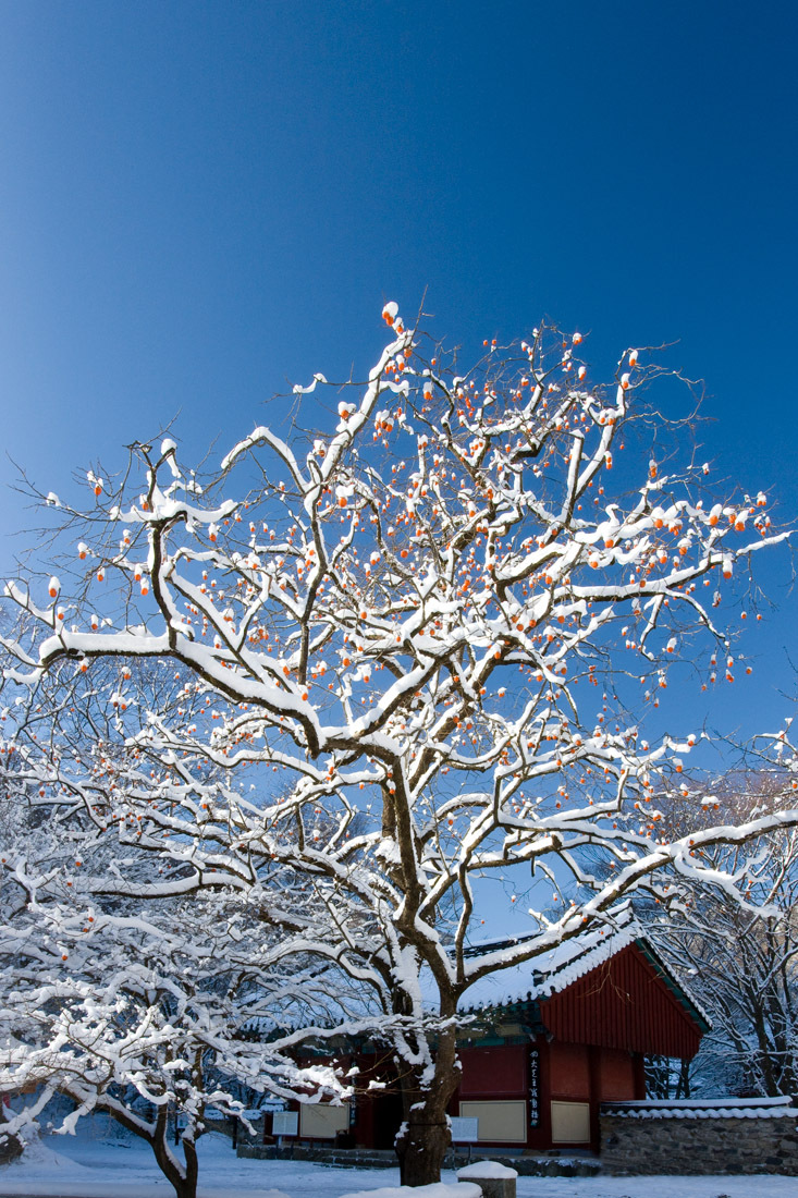 雪景的内藏寺