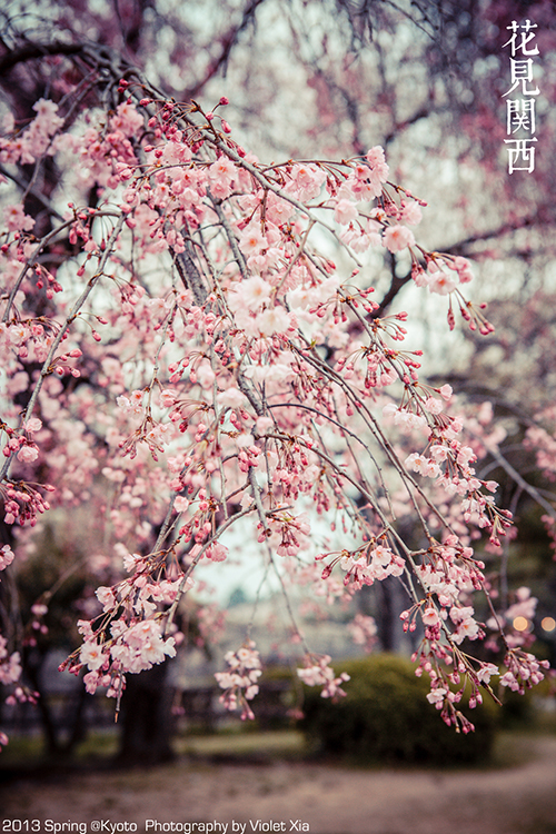 花见关西