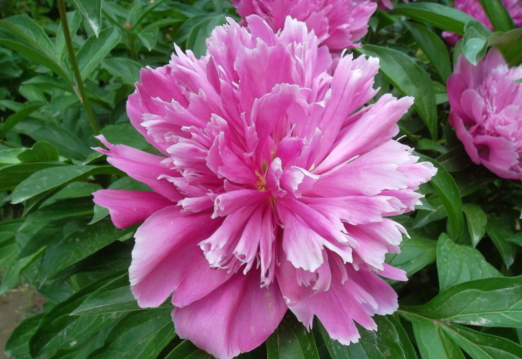 牡丹花开