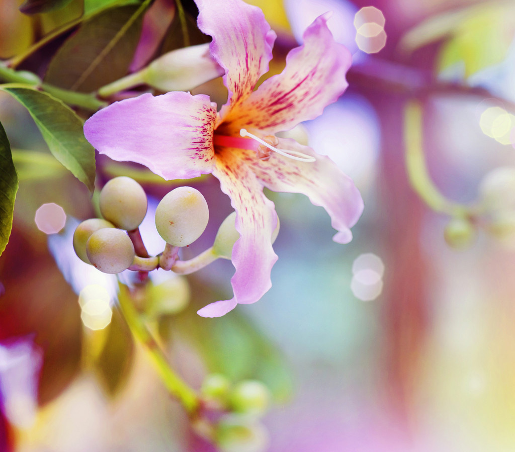 粉色百合花