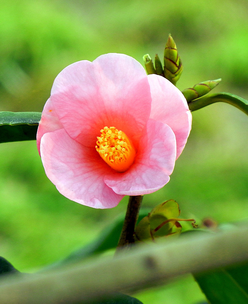 山茶花开