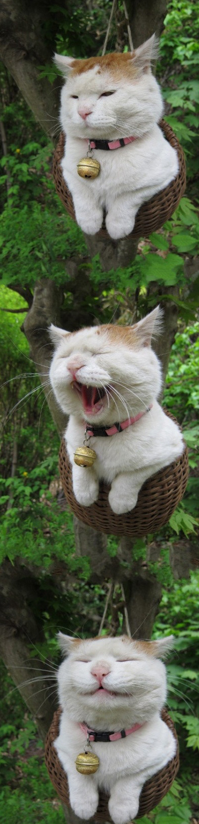 猫叔专座