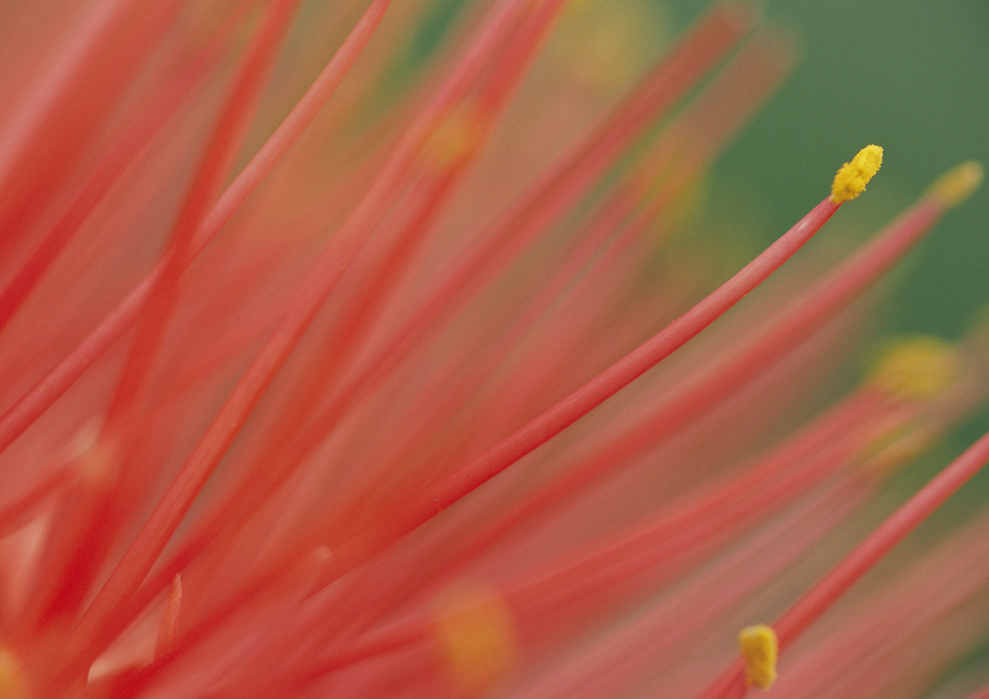 火球花