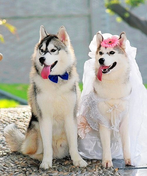 今天我们结婚了