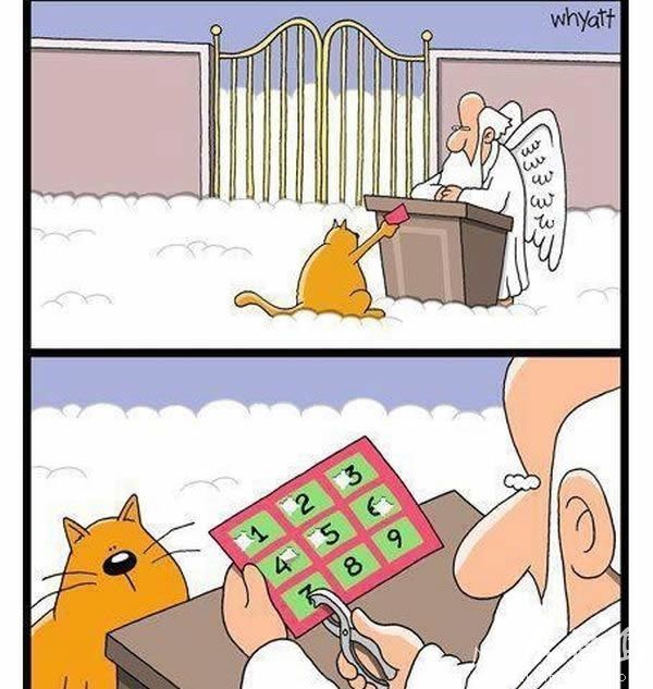 猫有九条命