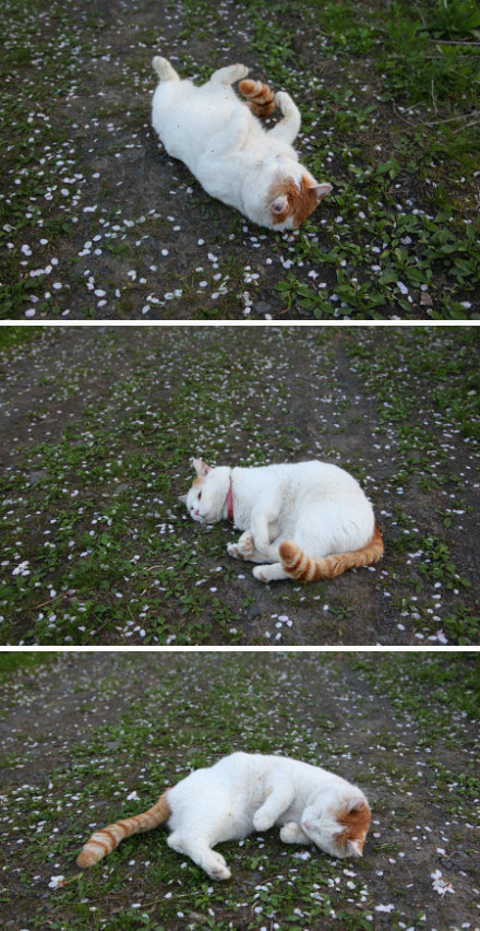 爱打滚的猫叔