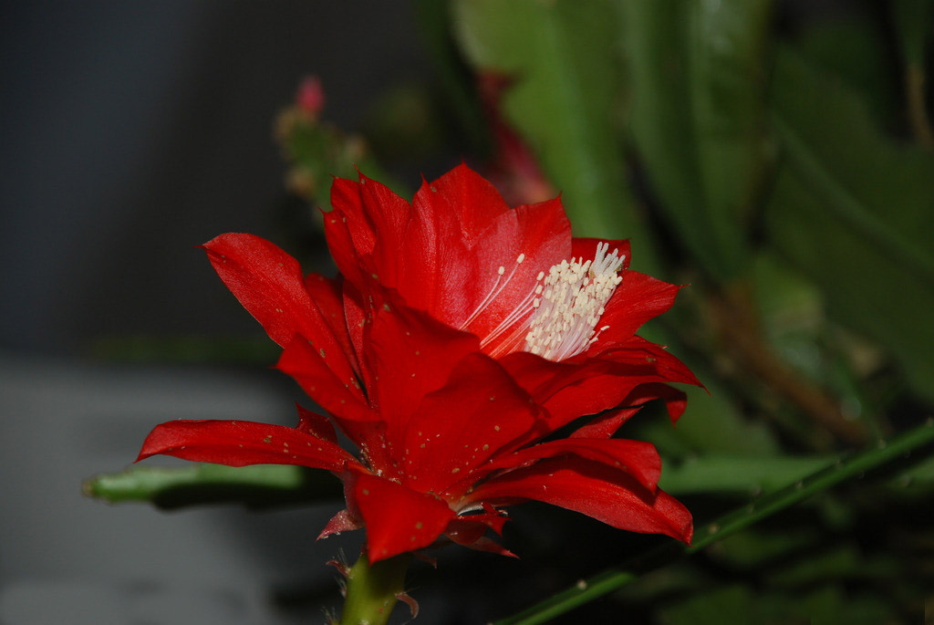 璀璨粉色昙花