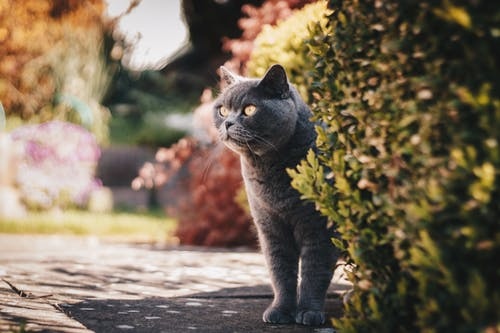 草丛边灰色的猫咪