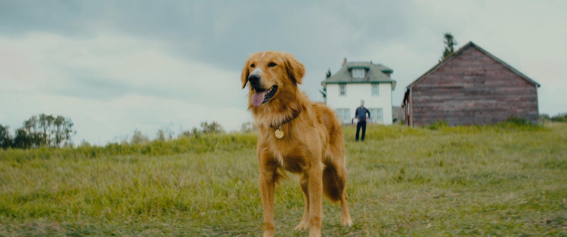一条狗的使命2 A Dog's Journey (2019)