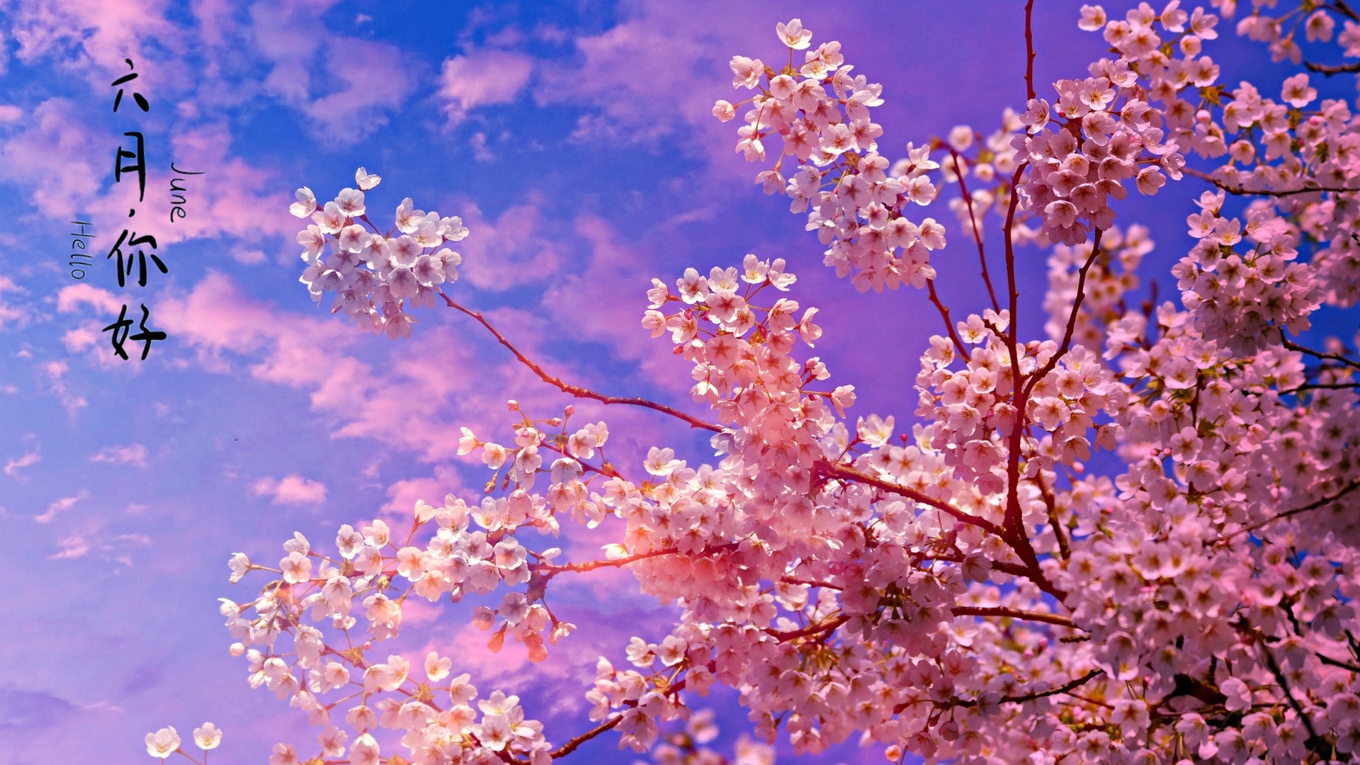你好,六月的花朵
