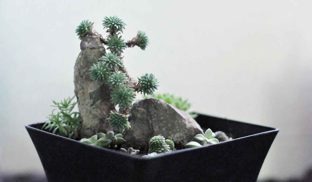 低矮的球松