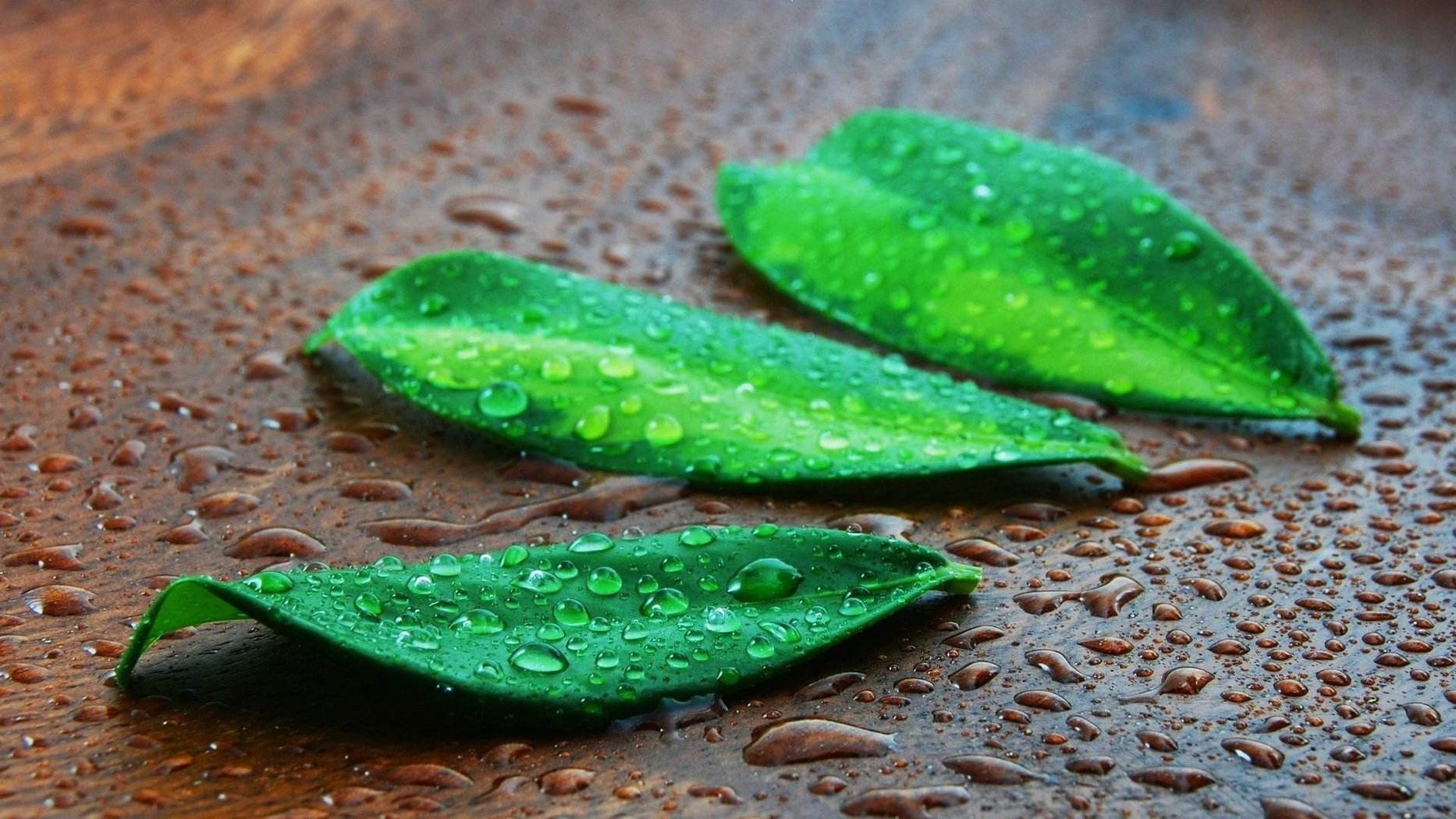雨后的树叶
