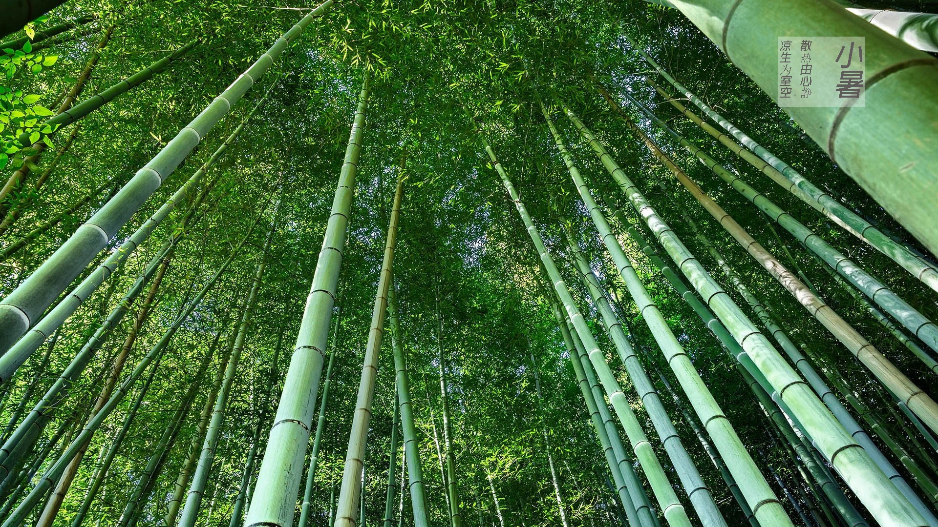 三伏之始-小暑