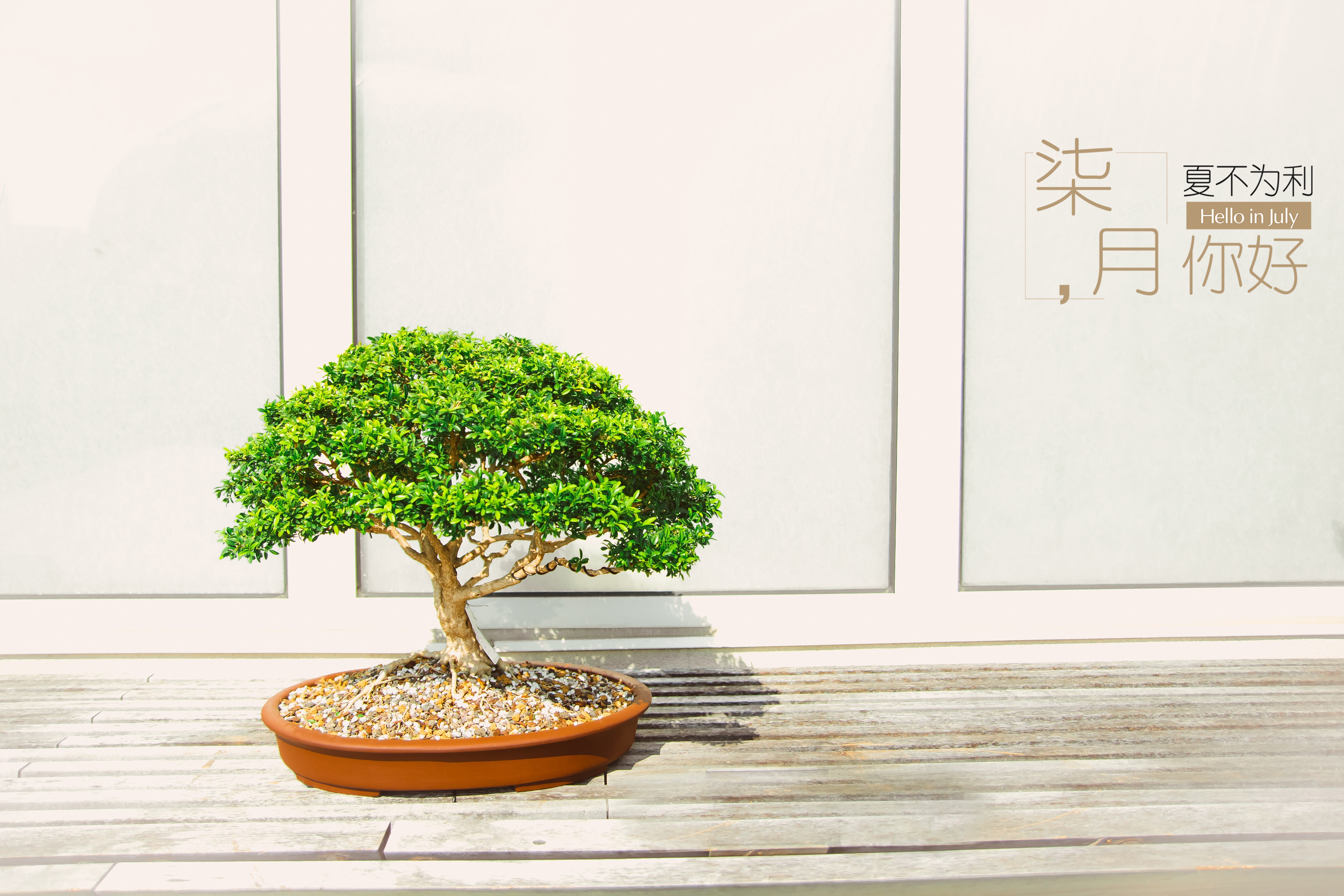 柒月你好,六月再见